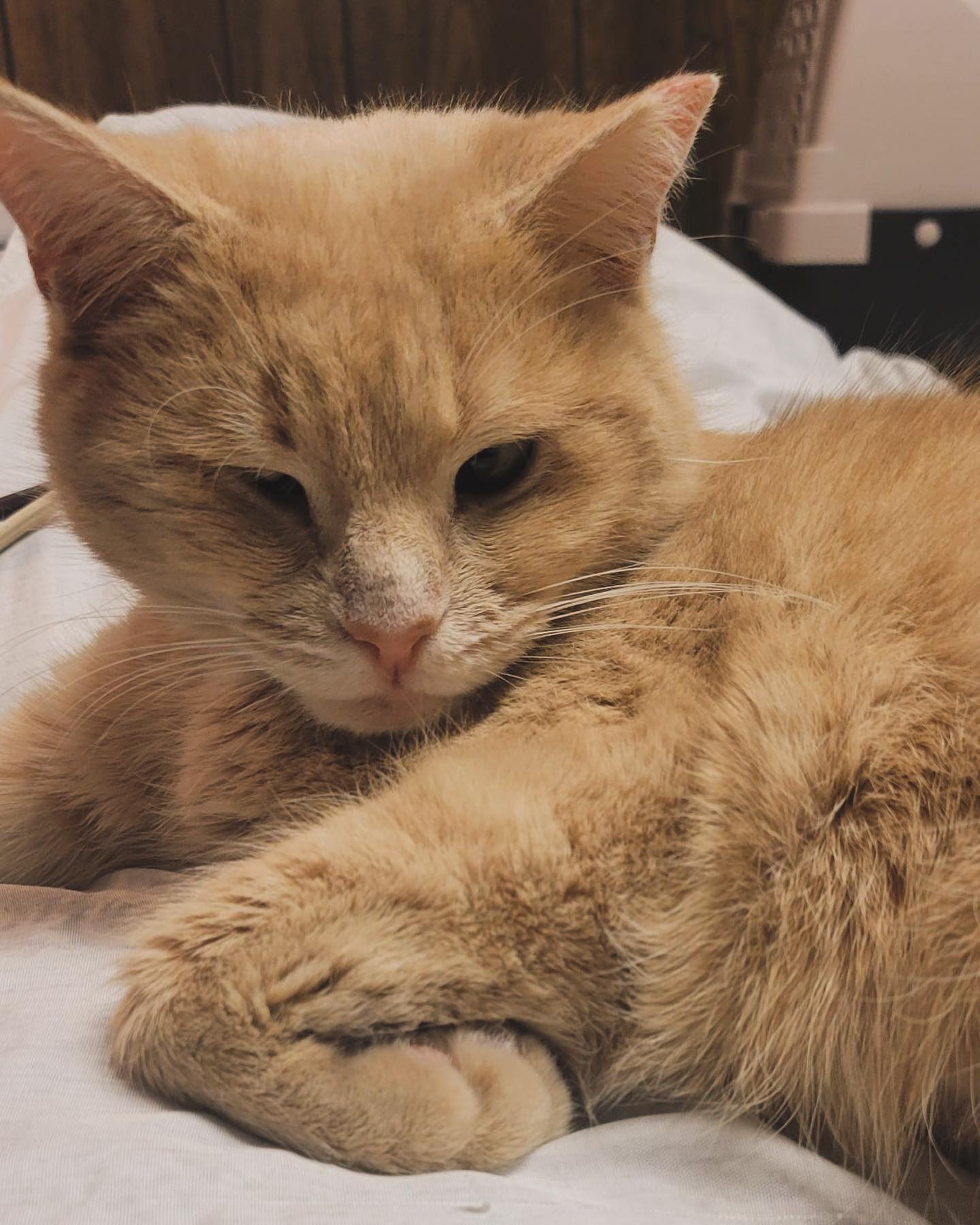 Belle is a beautiful Orange creamsicle gal with a permanently wonky eye! 