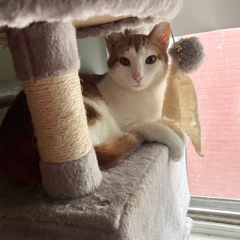 Peter is the sweetest little orange & white boy who’s been wanting so long for a home!! 