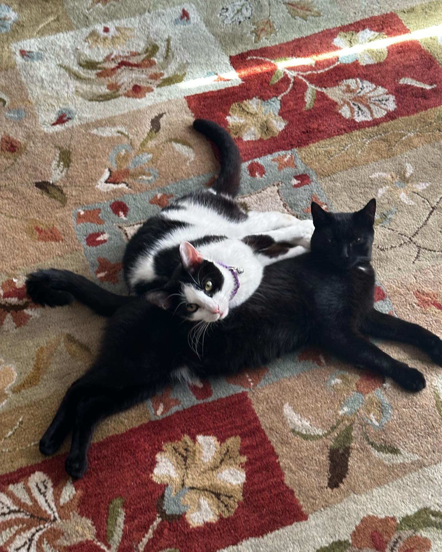 Jerry is the happiest clingiest boy and we can’t believe he’s still on the market. 