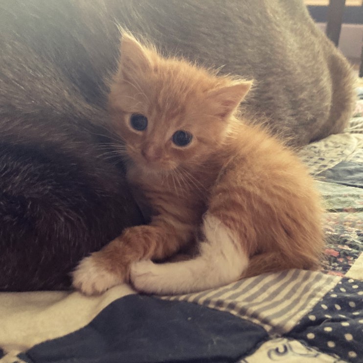 Welcome Mellow! (Name change coming!)